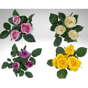 MDAY 2024 Assorted Roses Box #2: Pink, White, Lavender, Yellow