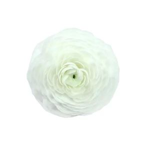 MDAY 2024 White Ranunculus