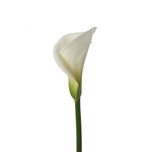 White Swan White Calla Lily