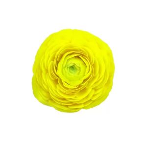 MDAY 2024 True Yellow Ranunculus