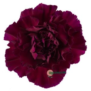 Carnation Zafiro Purple 