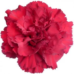Zurigo Burgundy Carnation