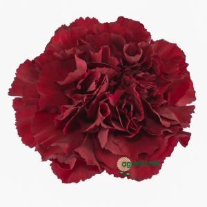 Carnation Zurigo Burgundy 